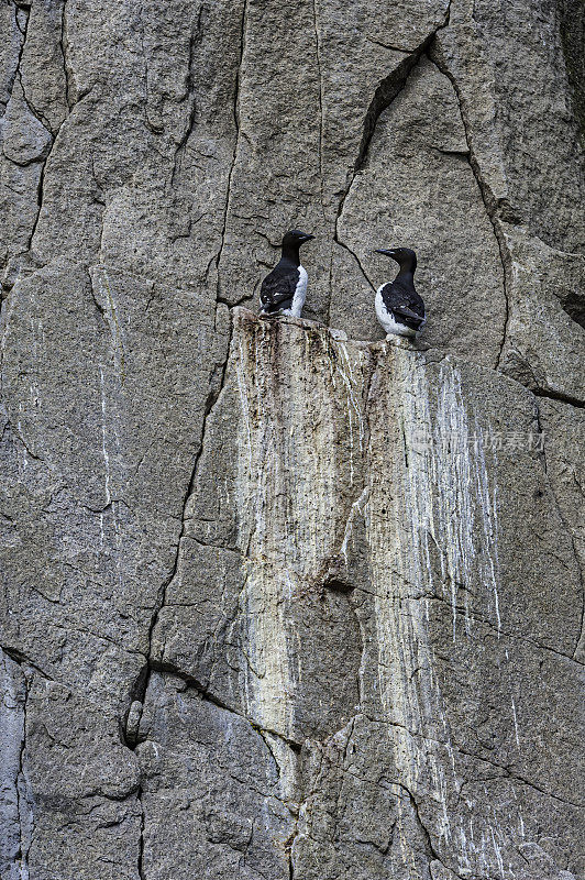 厚嘴Murre或Brünnich的Guillemot (Uria lomvia)是海雀科的一种鸟，筑巢在俄罗斯楚科奇自治区的阿奇钦悬崖上。